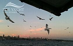 bosphorus-seagulls